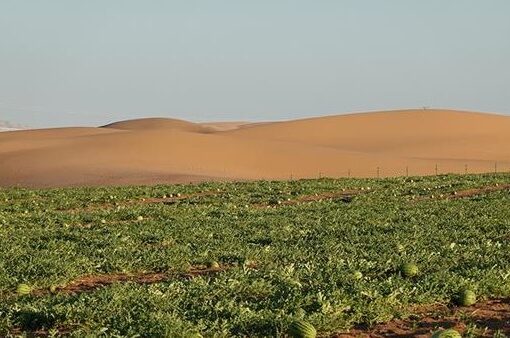 الوكالة الإسبانية للتنمية تطلق مشروع الزراعة الصحراوية المتكاملة في 5 محافظات مصرية