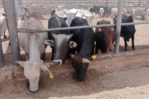 «التموين»: طرح 20 ألف رأس ماشية بالمنافذ والمجمعات خلال عيد الأضحي