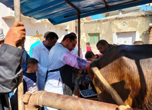 وزير الزراعة: إعطاء أكثر من 6.6 مليون جرعة ضد مرضى الحمي القلاعية خلال الحملة القومية الثانية في إطار مبادرة “حياة كريمة”