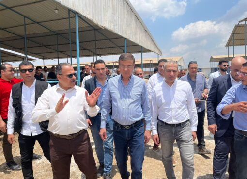 البنك الزراعي المصري يمول شراء 2000 رأس ماشية بقيمة 395 مليون جنيه لصالح 188 من صغار المربين بالشرقية